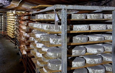 Tomme de Savoie cheese ageing in the cave of Monts et Terroirs Montmlian Savoie France