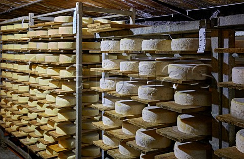 Tomme de Savoie cheese ageing in the cave of Monts et Terroirs Montmlian Savoie France