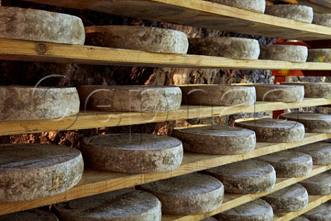 Tomme de Savoie cheese ageing in the cave of Monts et Terroirs Montmlian Savoie France