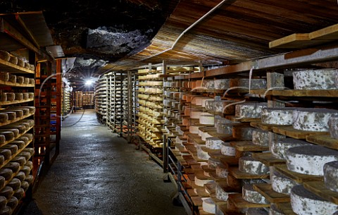 Tomme de Savoie cheese ageing in the cave of Monts et Terroirs Montmlian Savoie France