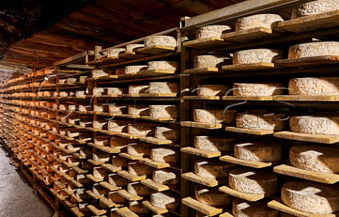 Tomme de Savoie cheese ageing in the cave of Monts et Terroirs Montmlian Savoie France