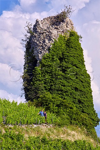 JeanFranois and Catherine Quenard in Bergeron vines by the ruined tower in their vineyards at Les Tours de Chignin Domaine JeanFranois Quenard Chignin Savoie France