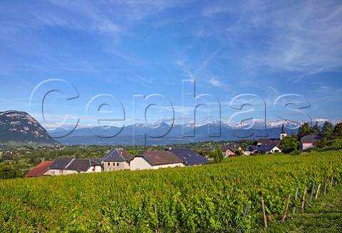 Le Palais vineyard of Cellier du Palais in the village of Apremont Savoie France Apremont
