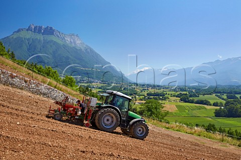 Planting Persan vines in new vineyard of Maison Philippe Grisard above the Isre Valley with Dent dArclusaz and Mont Blanc beyond  Cruet Savoie France