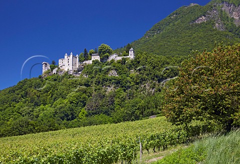 Vineyard below Chteau de Miolans StPierre dAlbigny Savoie France