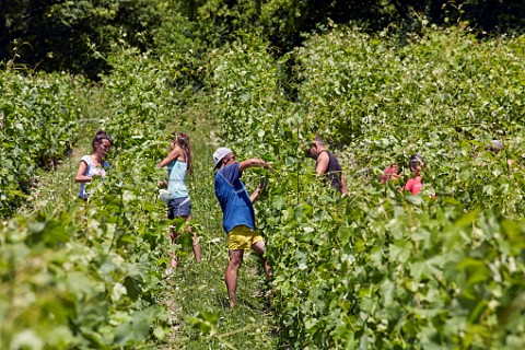 Workers in vineyard of Maison Philippe Grisard  tying up vines and removing excess shoots in summer Cruet Savoie France