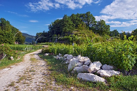 Limestone by vineyard road near StAndr  Savoie France Apremont