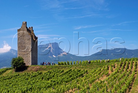 People taking part in La Ballade Gourmande arrive at the Tours de Chignin a tourist walk through the vineyards with wine and food provided  Savoie France