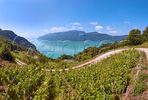 Mondeuse vineyards high on the mountain above Lac de Bourget Near Brison Savoie France