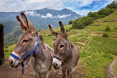 Donkeys by terraced vineyard of Domaine des Ardoisires Cvins Savoie France IGP Vin des Allobroges