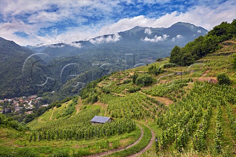 Terraced vineyards of Domaine des Ardoisires  Altesse Persan Mondeuse Blanche Mondeuse Rouge  above village of Cvins Savoie France IGP Vin des Allobroges