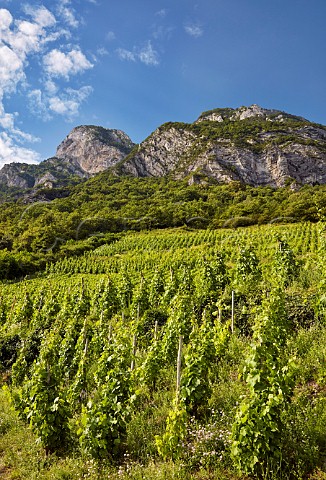 Bergeron vines tied to stakes sur chalas in Les Salins vineyard of Domaine La Combe des GrandVignes below La Savoyarde mountain Francin Savoie France  Cru Chignin Bergeron