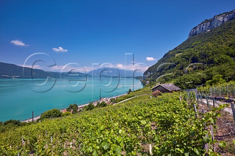 Mondeuse vineyards above Lac de Bourget Near Brison Savoie France
