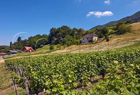 Vineyards at Ruffieux Savoie France  Chautagne