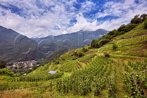 Terraced vineyards of Domaine des Ardoisires  Altesse Persan Mondeuse Blanche Mondeuse Rouge  above village of Cvins Savoie France IGP Vin des Allobroges