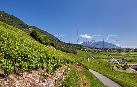 View over the Roussette de Savoie cru Marestel vineyards with the Dent du Chat mountain in distance  Jongieux Savoie France