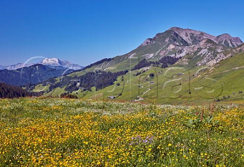 Flower meadow near Col des Annes in the Chaine des Aravis Le GrandBornand HauteSavoie France