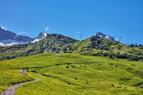 Abondance cows near Col des Annes in the Chaine des Aravis Le GrandBornand HauteSavoie France