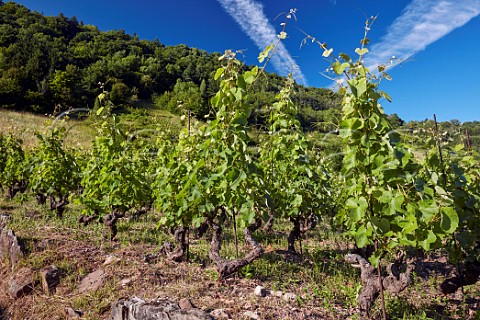 Le Feu vineyard of Domaine Belluard old Gringet vines tied to single stakes sur chalas Ayze HauteSavoie France