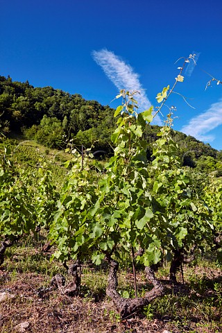 Le Feu vineyard of Domaine Belluard old Gringet vines tied to single stakes sur chalas Ayze HauteSavoie France