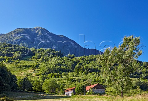 Vineyards of Domaine Belluard at Le Feu  Ayze HauteSavoie France