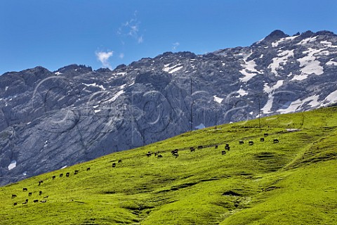 Abondance cows in meadow at Col des Annes with the Chane des Aravis beyond Le Grand Bornand HauteSavoie France