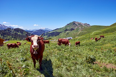 Abondance cows at Col des Annes  Le Grand Bornand HauteSavoie France