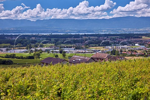 Chasselas vineyard above buildings of Grande Cave de Crpy with Lac Lman in distance Ballaison HauteSavoie France  Cru Crpy