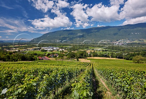 Altesse vines in Le Cellier des Pauvres vineyard of Domaine Curtet above Motz and the Rhne River  Savoie France Chautagne