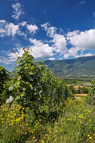 Altesse vines in Le Cellier des Pauvres vineyard of Domaine Curtet above Motz and the Rhne River  Savoie France Chautagne