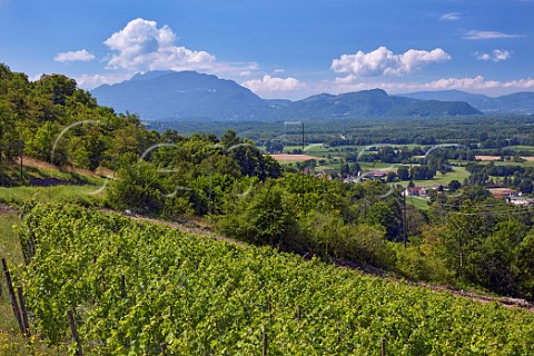 Le Cellier des Pauvres vineyard of Domaine Curtet above Motz Savoie France Chautagne