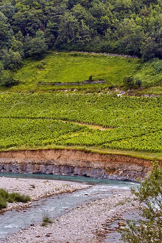 Clos du Pont vineyard of Domaine Delalex showing erosion by the Dranse River Marin HauteSavoie France