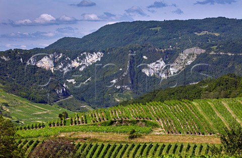 Vineyards between villages of Cerdon and Mrignat Ain France  Cru Cerdon  Bugey