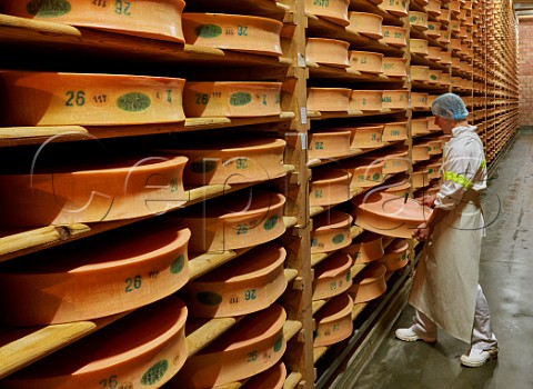 Tapping with a small hammer to check quality and development of Beaufort cheese Monts et Terroirs cheese producers La Bathie Savoie France