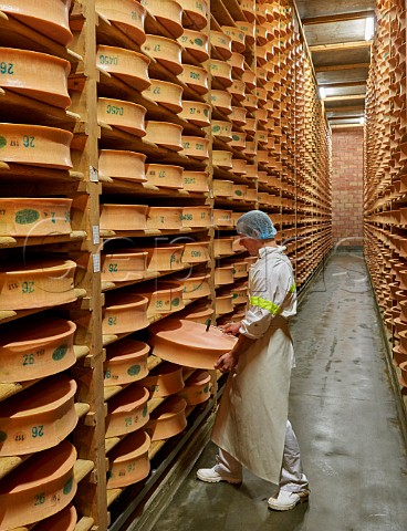 Tapping with a small hammer to check quality and development of Beaufort cheese Monts et Terroirs cheese producers La Bathie Savoie France