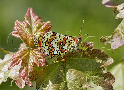 Glanville Fritillary perched on a leaf Hutchinsons Bank Nature Reserve New Addington Surrey England