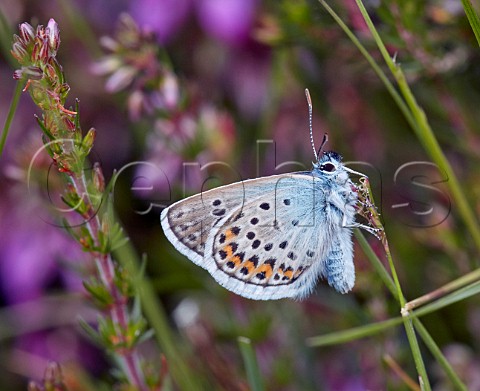 Silverstudded Blue amidst Bell Heather Fairmile Common Esher Surrey England