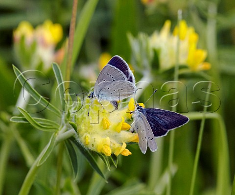 Small Blue butterflies on kidney vetch flower Warren Farm Ewell Surrey England