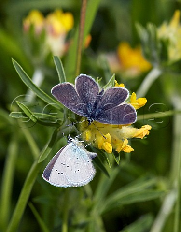 Small Blue butterflies on kidney vetch flower Warren Farm Ewell Surrey England