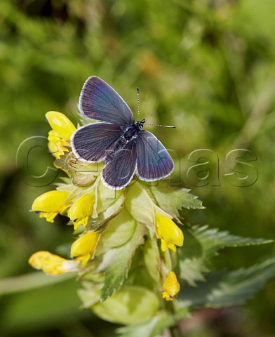 Small Blue butterfly on Yellowrattle flowers Warren Farm Ewell Surrey England