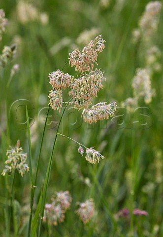 Cocksfoot Grass in flower  Hurst Meadows West Molesey Surrey England