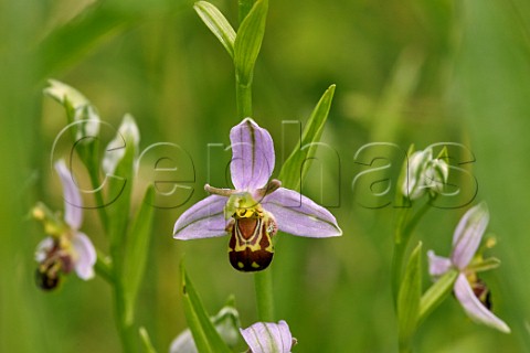 Bee Orchid flowers Hurst Meadows West Molesey Surrey England