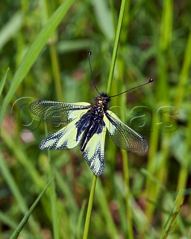 Owly Sulphur Libelloides coccajus an owlfly Le Chinaillon Le Grand Bornand HauteSavoie France