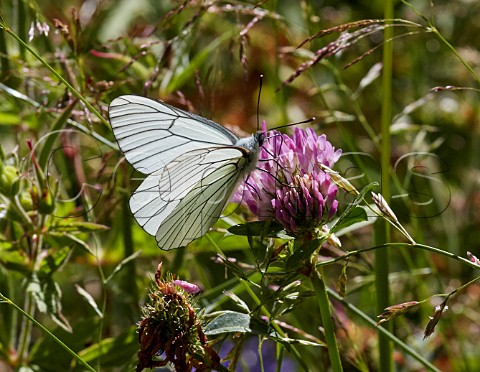 Blackveined White nectaring on clover Le Chinaillon Le Grand Bornand HauteSavoie France