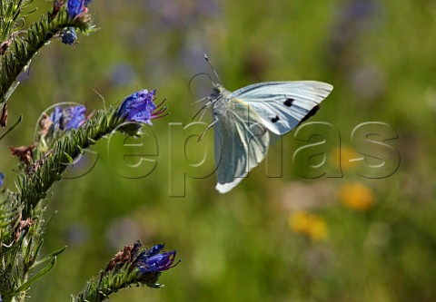 Large White butterfly taking off from Vipers Bugloss flower