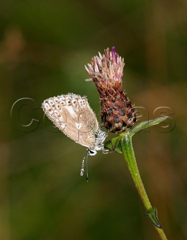 Dewcovered Chalkhill Blue aberration post cacea female roosting on knapweed at dawn Denbies Hillside Ranmore Common Surrey England