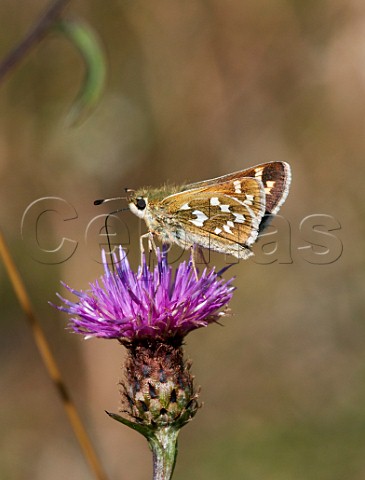 Silverspotted Skipper nectaring on knapweed flower Denbies Hillside Ranmore Common Surrey England