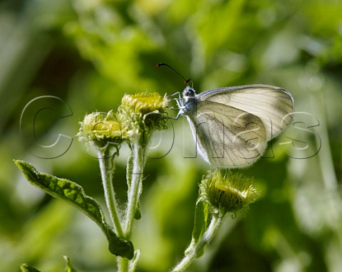 Wood White butterfly perched on flower head  Chiddingfold Forest Surrey England