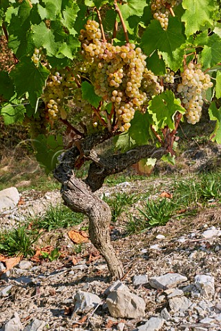 Limestone soil in Altesse vineyard of La Cave de Prieur JongieuxleHaut Savoie France  Roussette de Savoie Cru Marestel