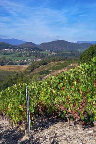 Altesse grapes in vineyard of La Cave de Prieur above the River Rhne at JongieuxleHaut Savoie France  Roussette de Savoie Cru Marestel